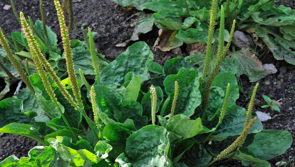 Le Plantain : La "Mauvaise Herbe" Révolutionnaire aux 5+ Bienfaits Incroyables pour Votre Jardin et Santé ! 2 Le Plantain