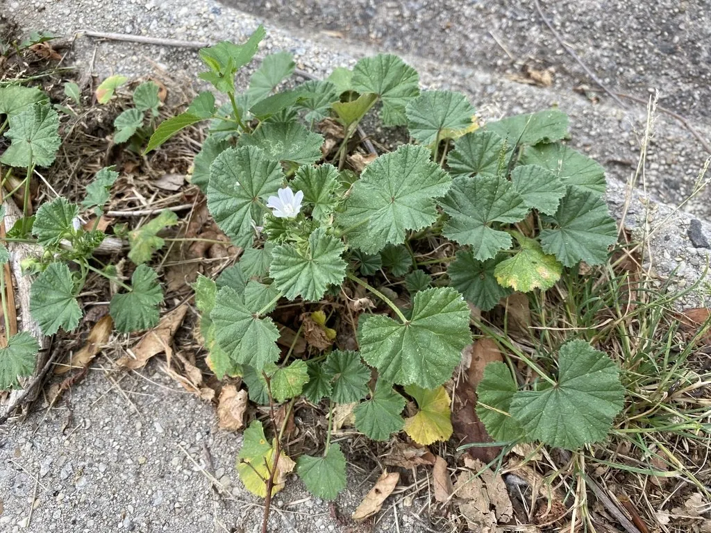 Mauve Naine (Malva neglecta) : Le Trésor Caché de Votre Jardin pour la Santé et la Cuisine 2 Mauve Naine