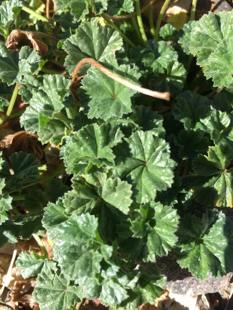 Mauve Naine (Malva neglecta) : Le Trésor Caché de Votre Jardin pour la Santé et la Cuisine 3 Mauve Naine