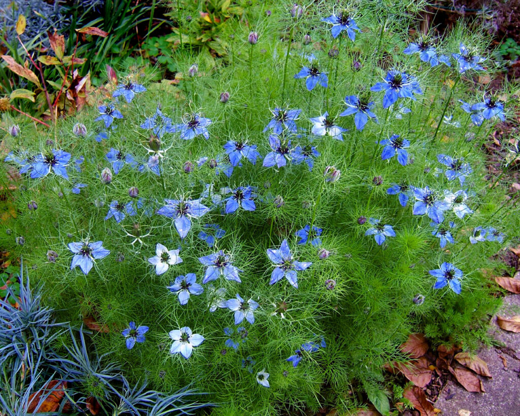 Plantes qui se Ressèment Seules : Le Secret ULTIME d'un Jardin Facile et Abondant 2 plantes qui se ressèment seules