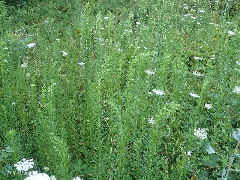 Vergerette du Canada : 5 Bienfaits Incroyables & Utilisations de cette Plante Méconnue 2 Vergerette du Canada