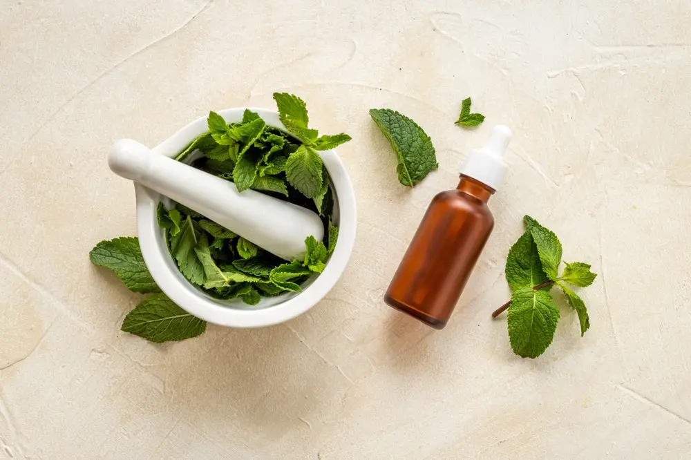 bienfaits de la menthe