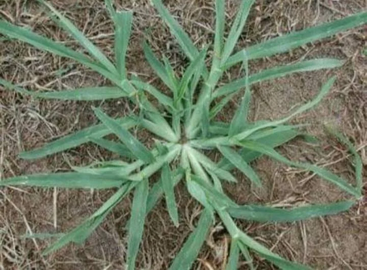 Eleusine Indica (Pied-de-poule) : Votre Alliée Naturelle Inattendue pour une Bonne Santé Rénale 2 Eleusine Indica