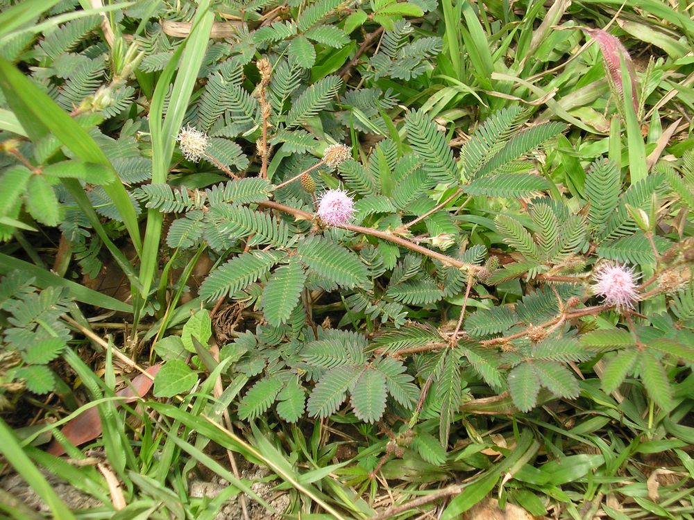Mimosa Pudica : Les 7 Bienfaits SECRETS de la Sensitive (Guide Complet 2024) 2 Gros plan sur les feuilles délicates du Mimosa pudica se repliant sur elles-mêmes après avoir été touchées