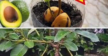 Jeune avocatier cultivé en pot à partir d'un noyau
