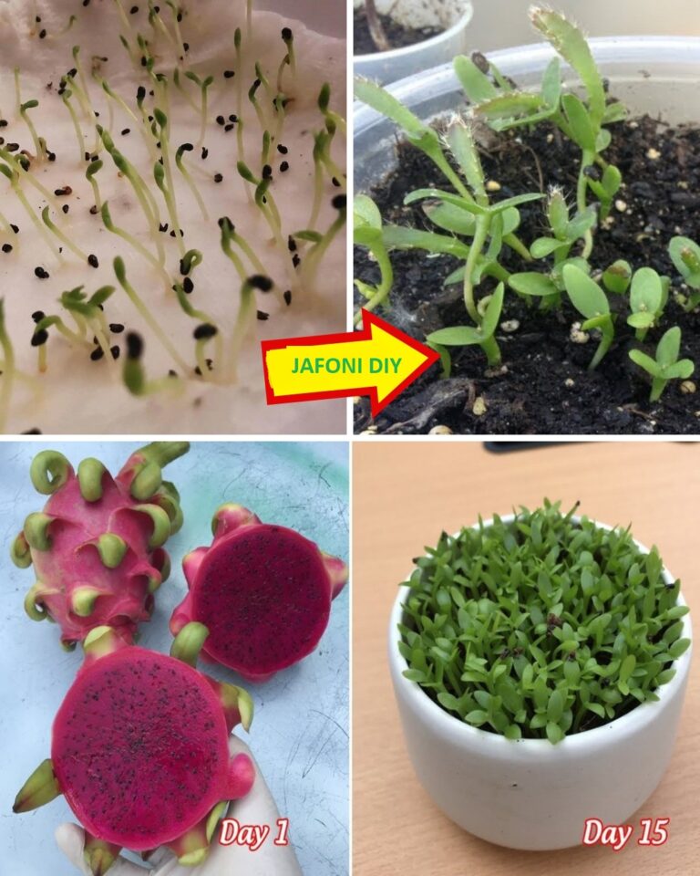 Cultiver le Fruit du Dragon (Pitaya) à Partir de Graines