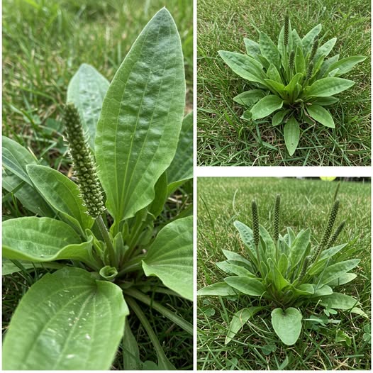 Le Plantain : La "Mauvaise Herbe" Révolutionnaire aux 5+ Bienfaits Incroyables pour Votre Jardin et Santé ! 3 Le Plantain