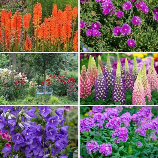 Fleurs Vivaces Floraison Longue : Le TOP 24 pour un Jardin Éblouissant Année Après Année ! 2 Parterre de fleurs vivaces à floraison longue en plein été