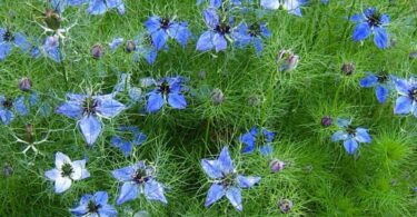 plantes qui se ressèment seules