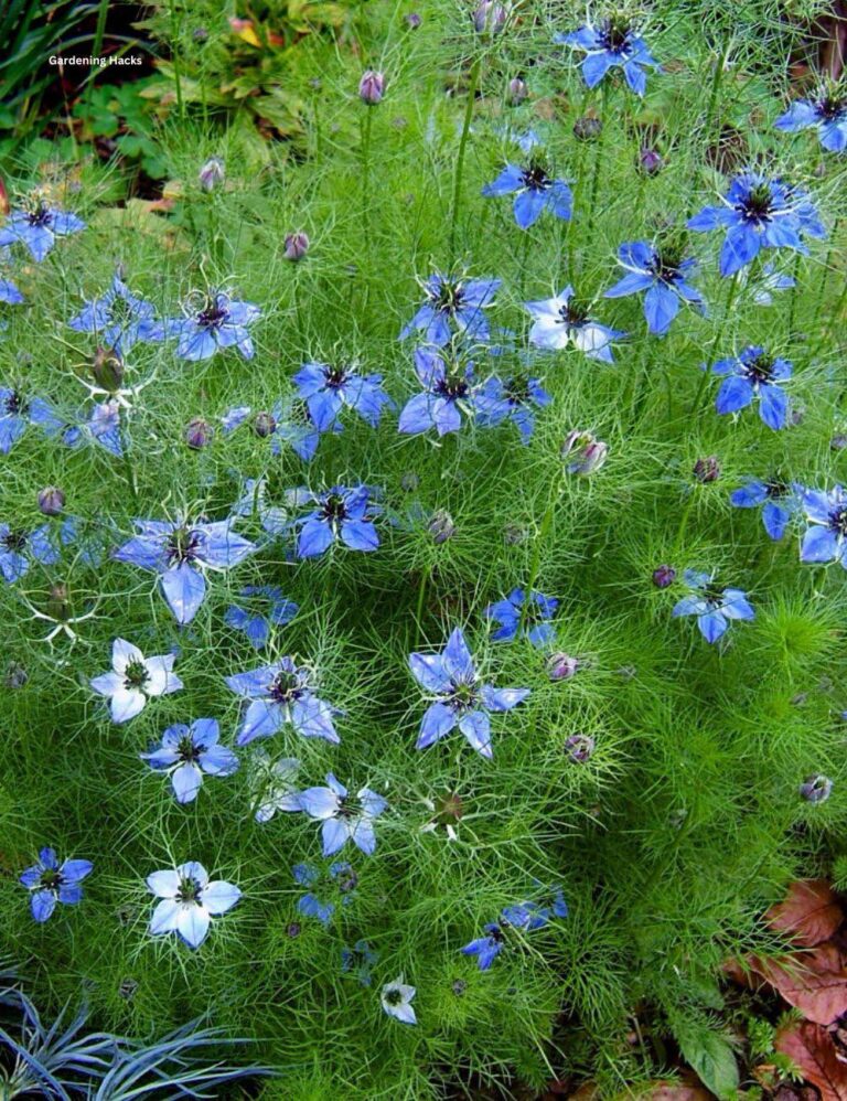 plantes qui se ressèment seules