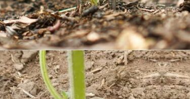 Main plaçant délicatement des clous rouillés près de la base d'une plante verte, illustrant l'astuce des clous dans les plantes.