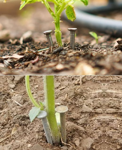 Main plaçant délicatement des clous rouillés près de la base d'une plante verte, illustrant l'astuce des clous dans les plantes.