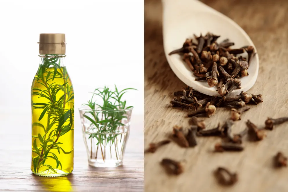 Mélange de Romarin et Clou de Girofle préparé pour ses bienfaits