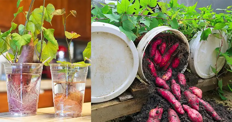 Plant de patate douce luxuriant poussant dans un grand pot noir sur une terrasse ensoleillée, illustrant la culture de la patate douce en pot.