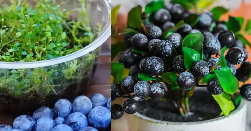 Cultiver des Myrtilles à partir de Fruits Achetés : 5 Étapes Faciles pour Réussir ! 3 Cultiver des Myrtilles à partir de Fruits Achetés