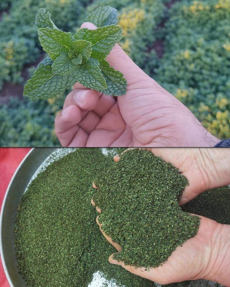 Sécher la Menthe : Le Guide Ultime + 5 Erreurs à Éviter Absolument ! 2 sécher la menthe