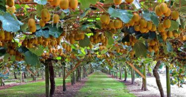Taille du Kiwi (Actinidia) : Quand et Comment Tailler