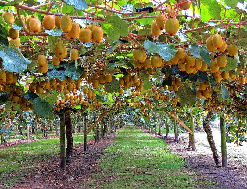Taille du Kiwi (Actinidia) : Quand et Comment Tailler