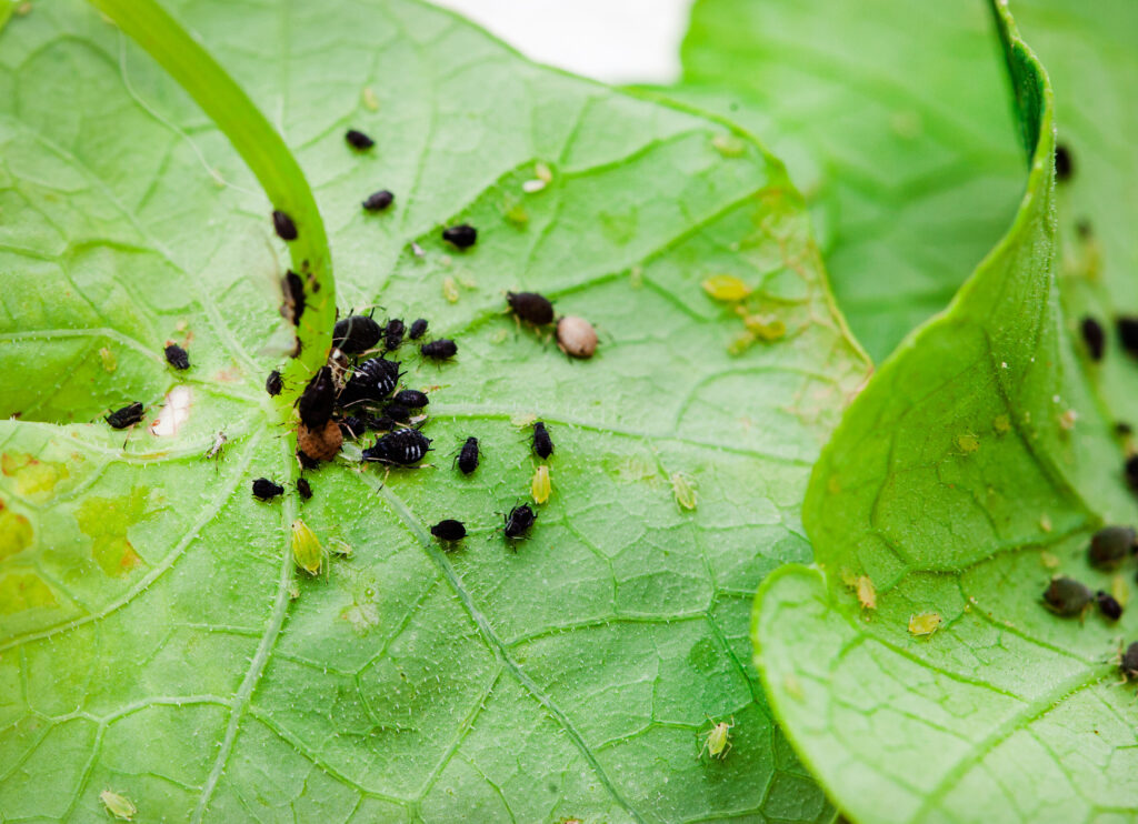 Bicarbonate de Soude au Jardin : L'Astuce Naturelle et Économique Contre Pucerons, Mildiou et Limaces ? 4 Bicarbonate de Soude