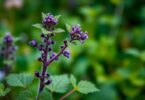 Bouilloire Mauve (Lamium purpureum): Un Joyau Caché d’Usages Médicinaux