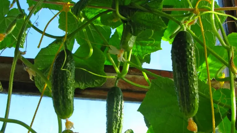 Plant de concombre luxuriant avec plusieurs fruits, illustrant l'efficacité des engrais naturels pour concombres
