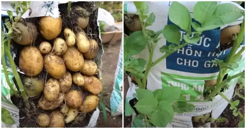 Culture Pomme de Terre en Sac : La Méthode Facile N°1 pour une Récolte Incroyable ! 2 Plantation pour la culture pomme de terre en sac.