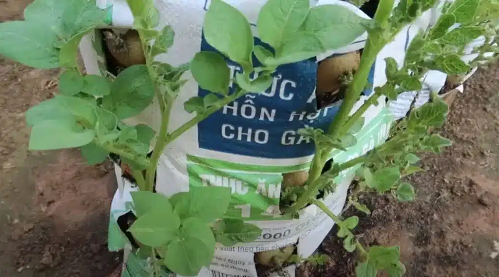 Culture Pomme de Terre en Sac : La Méthode Facile N°1 pour une Récolte Incroyable ! 4 Plantation pour la culture pomme de terre en sac.