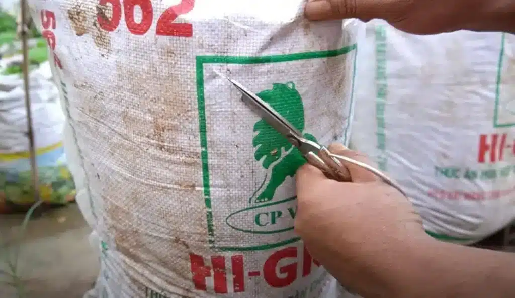 Culture Pomme de Terre en Sac : La Méthode Facile N°1 pour une Récolte Incroyable ! 5 Plantation pour la culture pomme de terre en sac.
