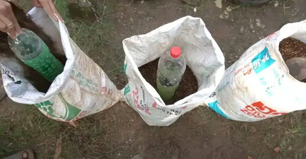Culture Pomme de Terre en Sac : La Méthode Facile N°1 pour une Récolte Incroyable ! 6 Plantation pour la culture pomme de terre en sac.