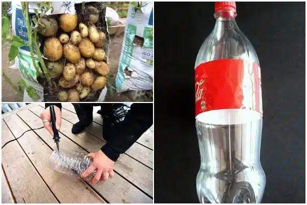 Culture Pomme de Terre en Sac : La Méthode Facile N°1 pour une Récolte Incroyable ! 3 Plantation pour la culture pomme de terre en sac.