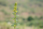 Euphorbia Hirta (plante pour l’asthme) : utilisations et applications traditionn