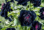Pivoine Arbustive