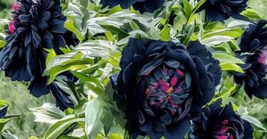 Pivoine Arbustive