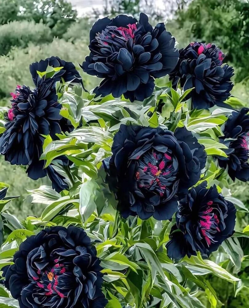 Pivoine Arbustive