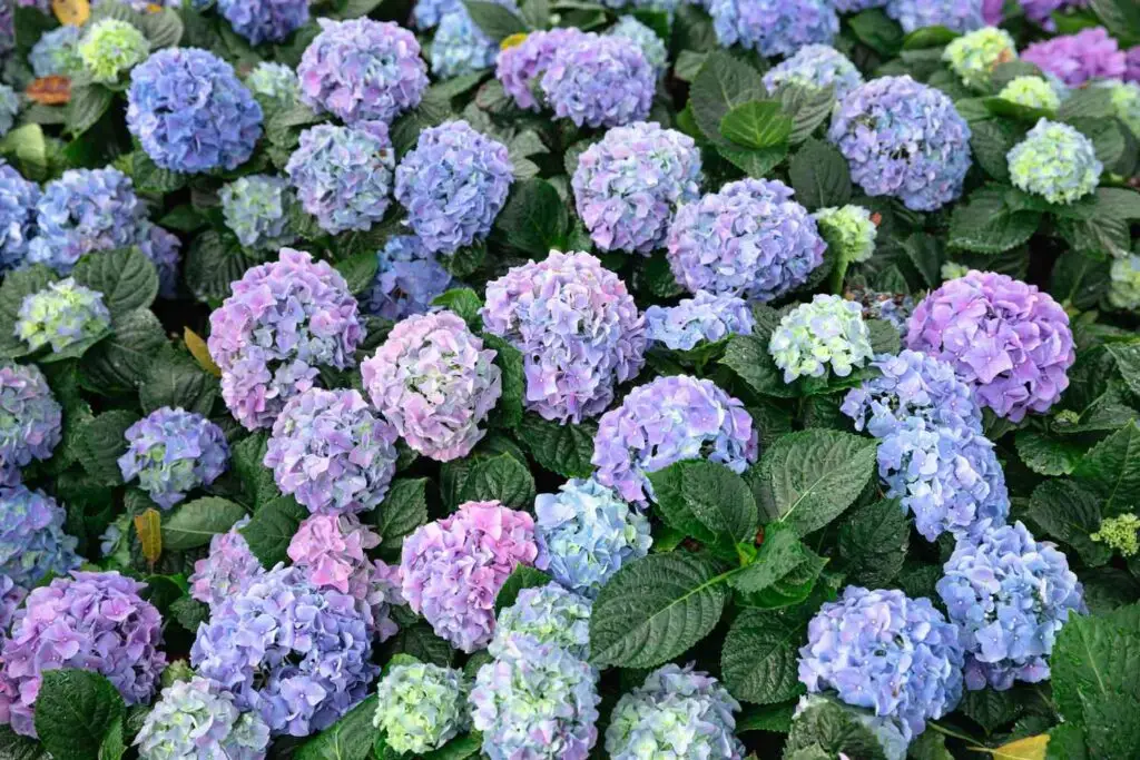 Main préparant une bouture pour le bouturage hortensia, illustrant la méthode simple