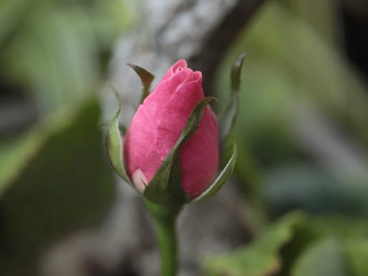 Secrets Révélés 2024 : Cultiver le Magnifique Rosier Rosa Mundi 2 Magnifique fleur panachée rose et blanche du rosier Rosa Mundi en pleine floraison dans un jardin