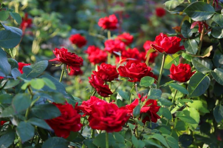 Secrets Révélés 2024 : Cultiver le Magnifique Rosier Rosa Mundi 3 Magnifique fleur panachée rose et blanche du rosier Rosa Mundi en pleine floraison dans un jardin