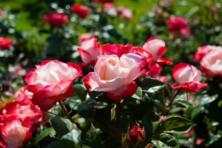 Magnifique fleur panachée rose et blanche du rosier Rosa Mundi en pleine floraison dans un jardin