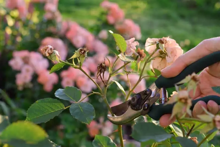 Magnifique fleur panachée rose et blanche du rosier Rosa Mundi en pleine floraison dans un jardin