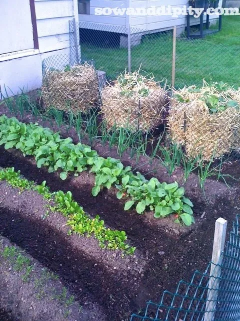 Construire une Tour à Pommes de Terre : Guide Facile pour une Récolte Abondante (Même en Petit Espace !) 3 Pommes de Terre