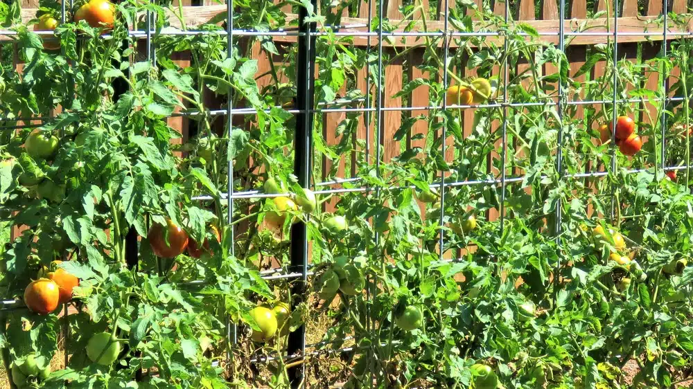 Culture Tomate : +7 Secrets ULTIMES Pour Une Récolte Miraculeuse en 2024 3 Plant de tomate chargé de fruits rouges mûrs et juteux dans un potager ensoleillé, illustrant une culture tomate réussie grâce à des techniques secrètes.