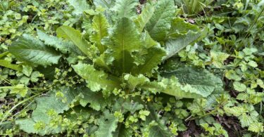 Laitue Scariole (Lactuca serriola) avec ses feuilles caractéristiques et sa nervure centrale épineuse
