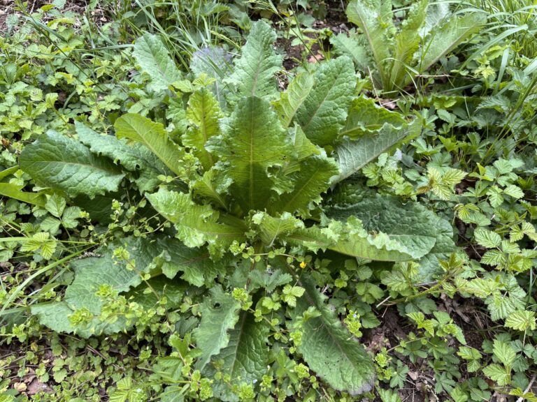 Laitue Scariole (Lactuca serriola) avec ses feuilles caractéristiques et sa nervure centrale épineuse
