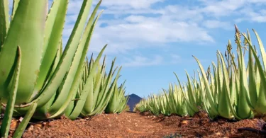 Plante d'Aloe Vera fraîchement coupée montrant son gel intérieur précieux.