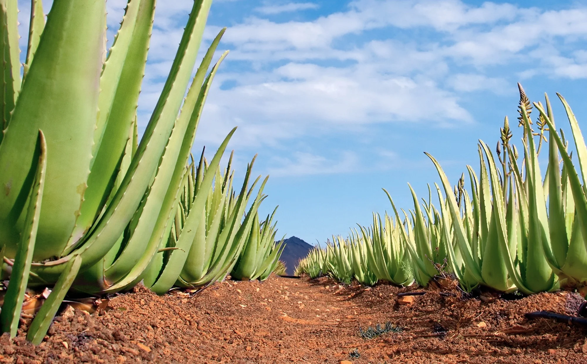 Plante d'Aloe Vera fraîchement coupée montrant son gel intérieur précieux.