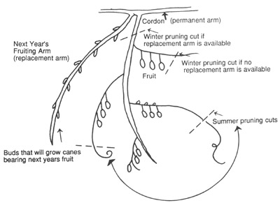 Taille du Kiwi (Actinidia) : Quand et Comment Tailler pour une Récolte Abondante ? 4 Taille du Kiwi (Actinidia) : Quand et Comment Tailler