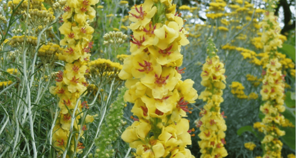 Les fleurs de molène : Un trésor médicinal aux multiples bienfaits 2 Molenes min
