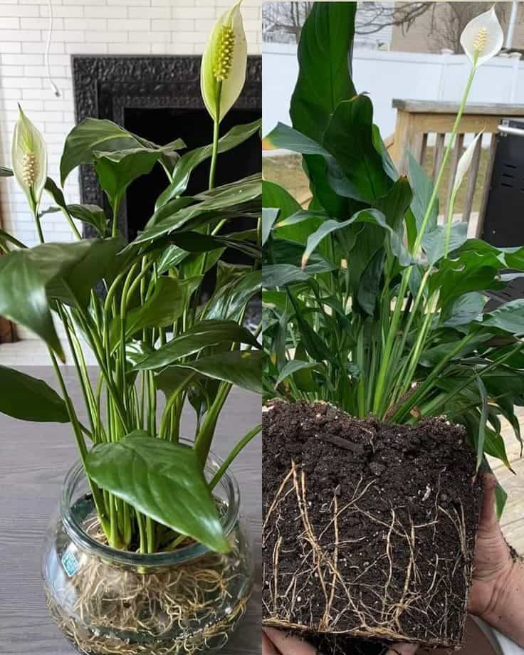 Spathiphyllum