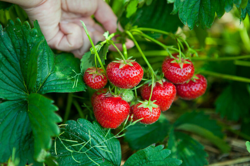 Tour à Fraises DIY : Le Guide ULTIME + 5 Étapes Faciles pour une Récolte INCROYABLE en 2025 2 Une tour à fraises DIY fabriquée maison, pleine de fraisiers en bonne santé et de fruits rouges mûrs, optimisant l'espace de culture.