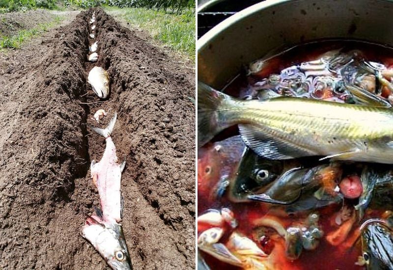 Engrais Poisson Jardin : Le Guide INCROYABLE pour Fertiliser Naturellement (4 Méthodes Efficaces en 2025) 2 engrais poisson jardin